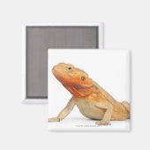 Aimant SilkBacks - Dragon à oreilles sans échelle - Pogon (Recto/Verso)