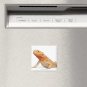 Aimant SilkBacks - Dragon à oreilles sans échelle - Pogon (In Situ (Lave-vaisselle))