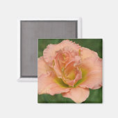 Aimant Siloam Double Classic - Daylily (Recto/Verso)