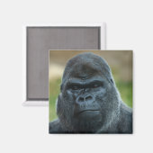 Aimant Silverback (Recto/Verso)
