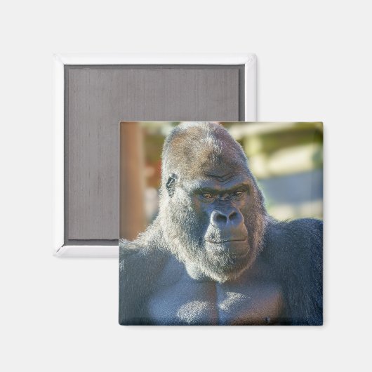 Aimant Silverback frappant (Recto/Verso)