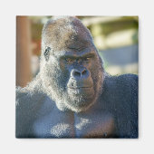 Aimant Silverback frappant (Devant)