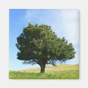 Aimant simple d'arbre