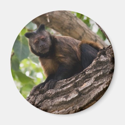 Aimant singe (Devant)