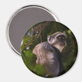 Aimant Singe bleu, Zanzibar (Recto/Verso)