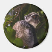 Aimant Singe bleu, Zanzibar (Devant)