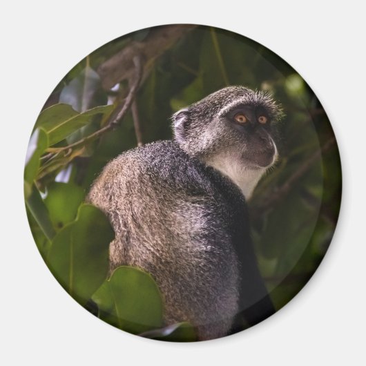 Aimant Singe bleu, Zanzibar (Devant)