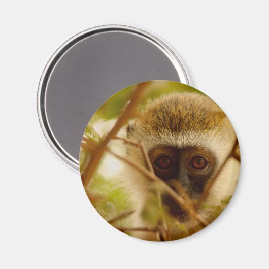 Aimant Singe Cheeky. (Recto/Verso)
