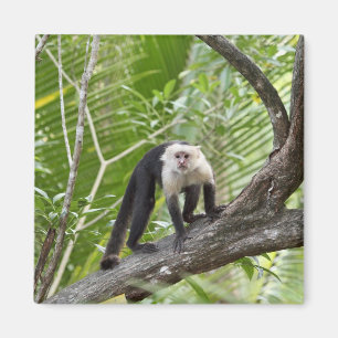 Aimant Singe dans la jungle
