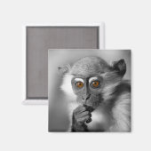 Aimant Singe de Mangabey de bébé (Recto/Verso)