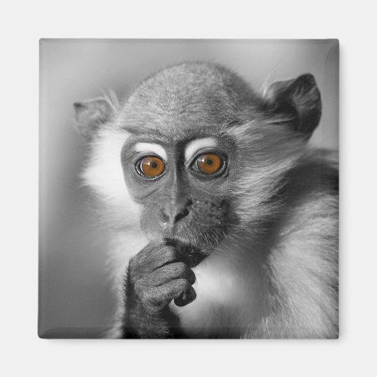 Aimant Singe de Mangabey de bébé (Devant)