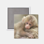 Aimant Singe des neiges, Jigokudani, Nagano, Japon 2 (Recto/Verso)