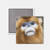 Aimant Singe doré mâle Pygathrix roxellana (Recto/Verso)