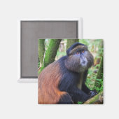 Aimant Singe doré, Rwanda (Recto/Verso)