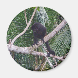 Aimant Singe Howler et Singe Baby dans la jungle du Costa