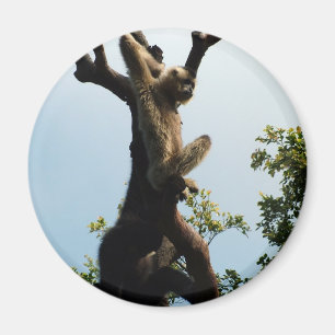 Aimant singe sur un arbre,猴 子
