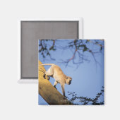 Aimant Singe vervet sur branche d'arbre, Serengeti (Recto/Verso)