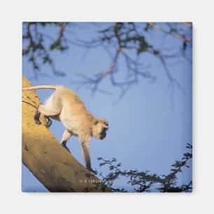 Aimant Singe vervet sur branche d'arbre, Serengeti