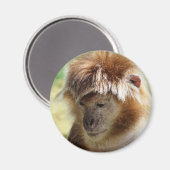 AIMANT SINGES (Recto/Verso)