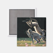 Aimant Singes jouant (Recto/Verso)