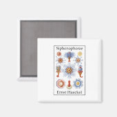 Aimant Siphonophorae par Ernst Haeckel (Recto/Verso)