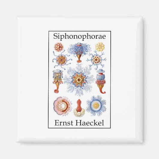 Aimant Siphonophorae par Ernst Haeckel (Devant)