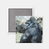 Aimant Sitting Gorilla (Recto/Verso)
