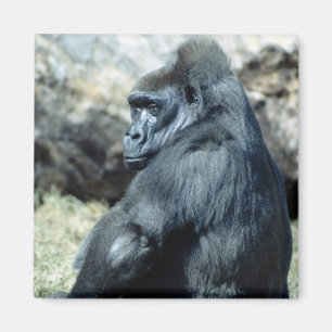 Aimant Sitting Gorilla