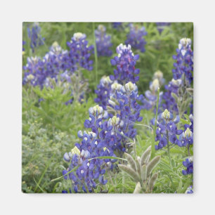 Aimant SJefferson Texas Bluebonnets Series #2