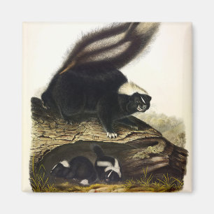 Aimant Skunk américaine commune, Striped Skunk, par Audub