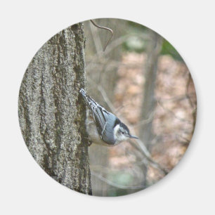 Aimant Slate Gray Nuthatch Songbird Coordinated Items