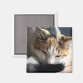 Aimant Sleeping Calico Cat (Recto/Verso)