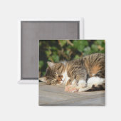 Aimant Sleepy détendu chaton (Recto/Verso)