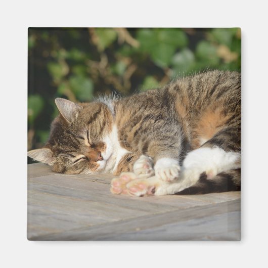 Aimant Sleepy détendu chaton (Devant)