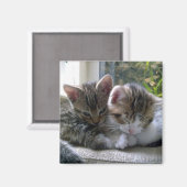 Aimant Sleepy Kittens (Recto/Verso)