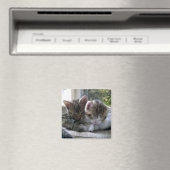 Aimant Sleepy Kittens (In Situ (Lave-vaisselle))