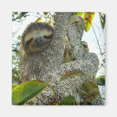 Aimant Sloth (Devant)
