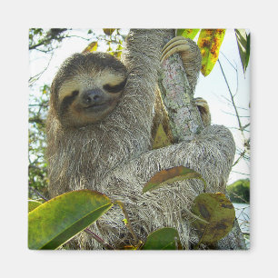 Aimant Sloth