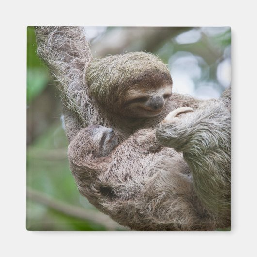 Aimant Sloth Baby avec mère pendre d'un arbre (Devant)