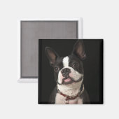 Aimant Smiling Boston terrier with collar (Recto/Verso)