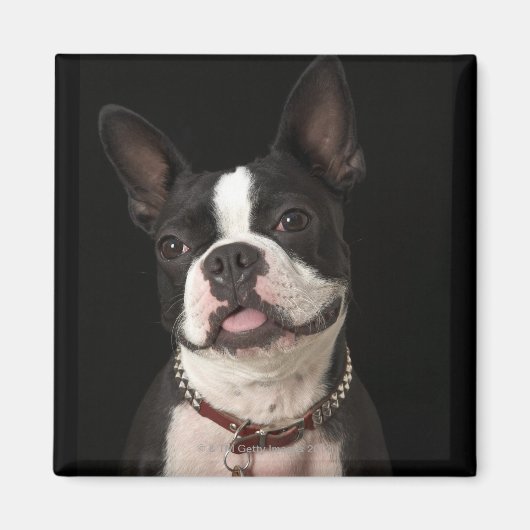 Aimant Smiling Boston terrier with collar (Devant)