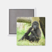 Aimant Snacking Baby Gorilla (Recto/Verso)