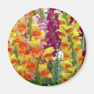 Aimant Snapdragons colorés floraux