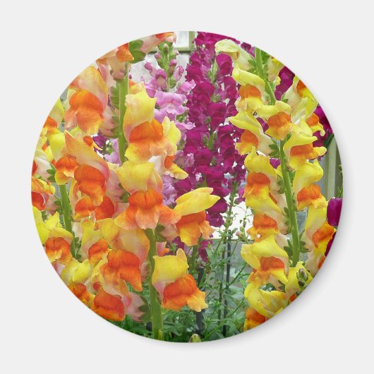 Aimant Snapdragons colorés floraux (Devant)