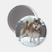 Aimant Snow Husky (Recto/Verso)