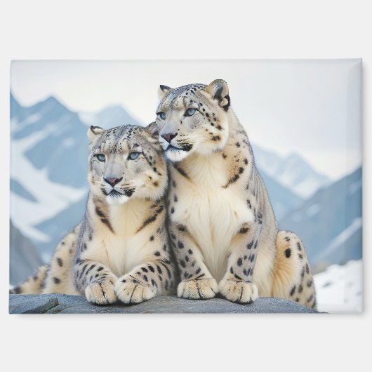 Aimant Snow Leopard Animal Nature Animale Affection Faune (Recto)