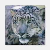 Aimant Snow Leopard closeuse (Devant)