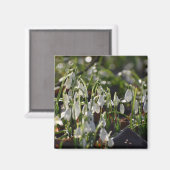 Aimant Snowdrops (Recto/Verso)