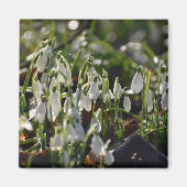 Aimant Snowdrops (Devant)