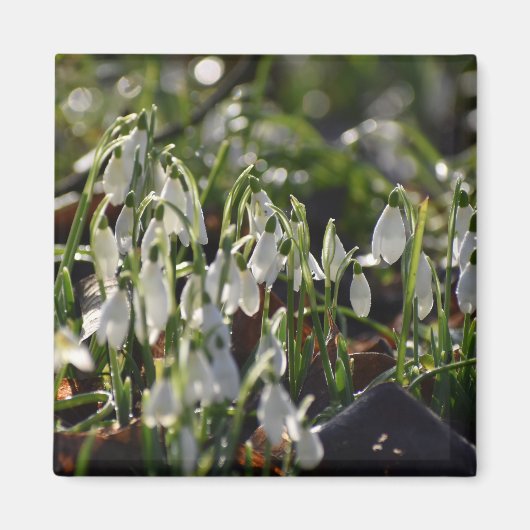Aimant Snowdrops (Devant)
